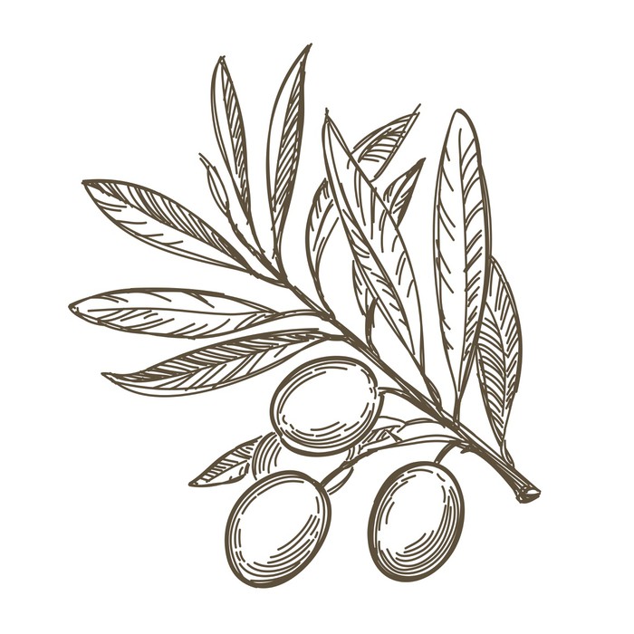 700x700 Vector Sketch Of Olive Tree Branch Poster We Live To - Olive Tree Sketch