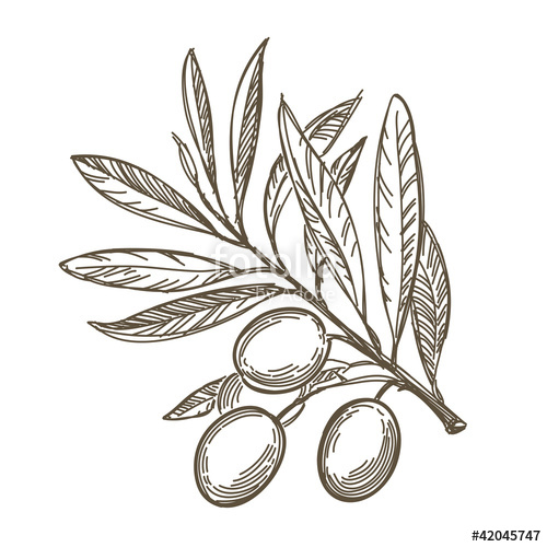 500x500 Vector Sketch Of Olive Tree Branch Stock Image And Royalty Free - Olive Tree Sketch