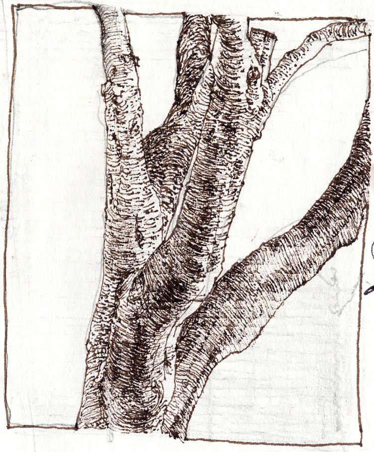 750x906 Olive Tree Sketch Sketches, Paintings And Studies Recent Art By - Olive Tree Sketch