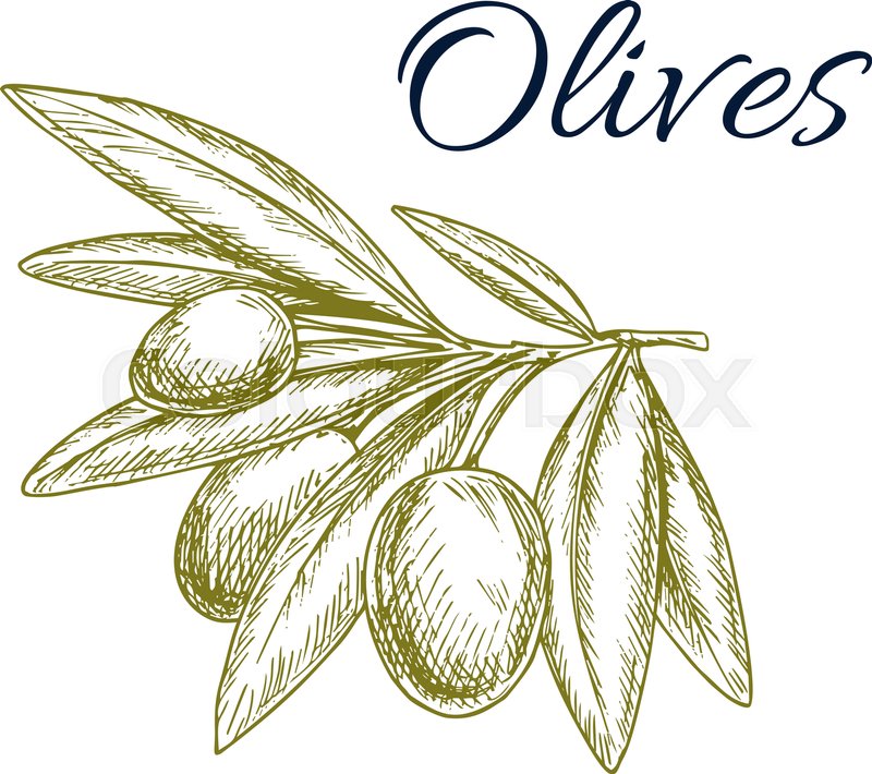 800x710 Green Olives Isolated Sketch. Olive Tree Branch With Ripe Fruit - Olive Tree Sketch