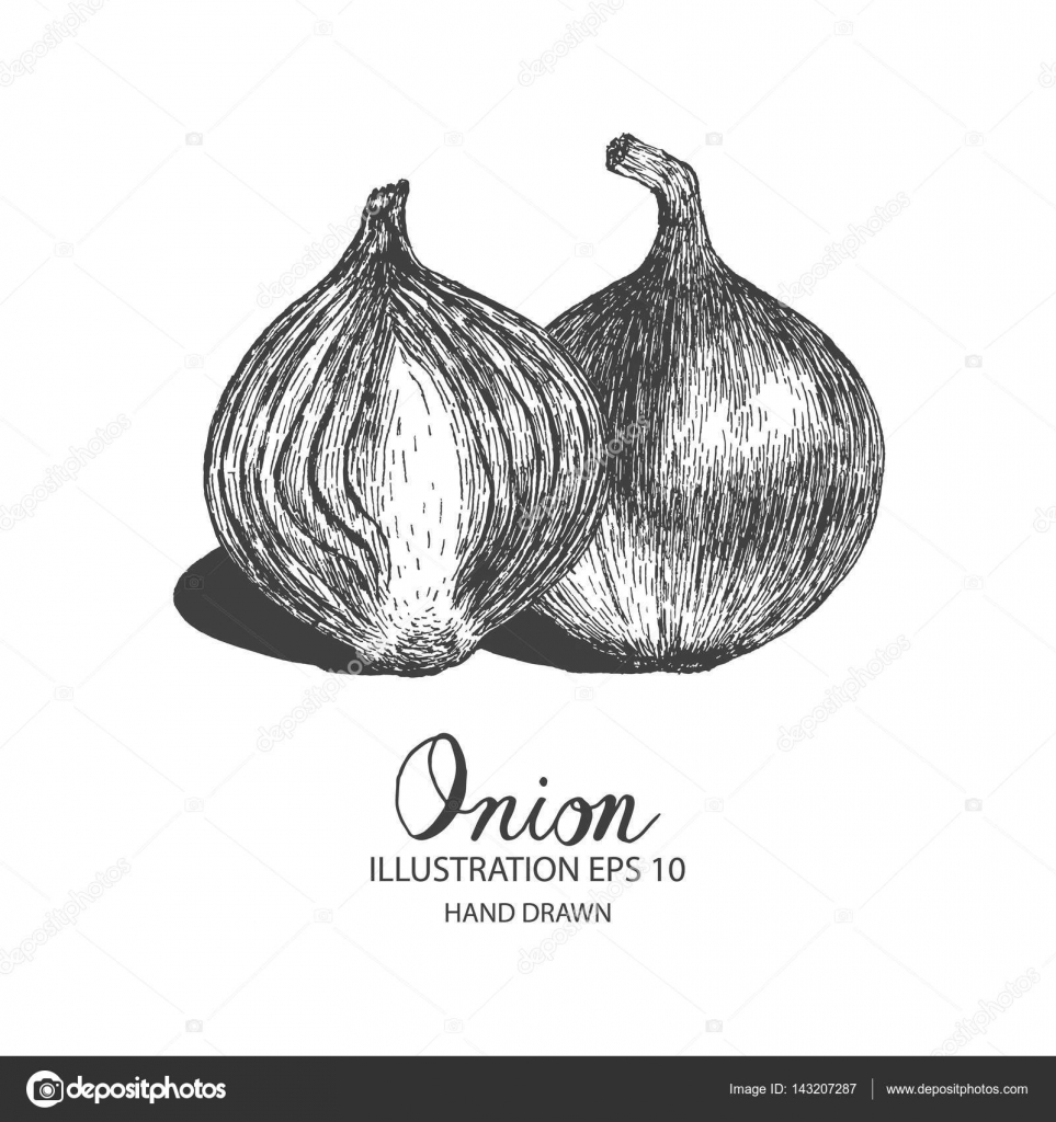 Onion Sketch At PaintingValley.com | Explore Collection Of Onion Sketch