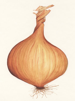 298x400 Drawn Onion Sketch - Onion Sketch