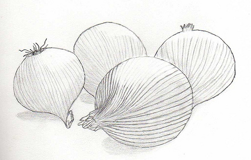 500x319 From The Mountains Of Virginia Edm - Onion Sketch