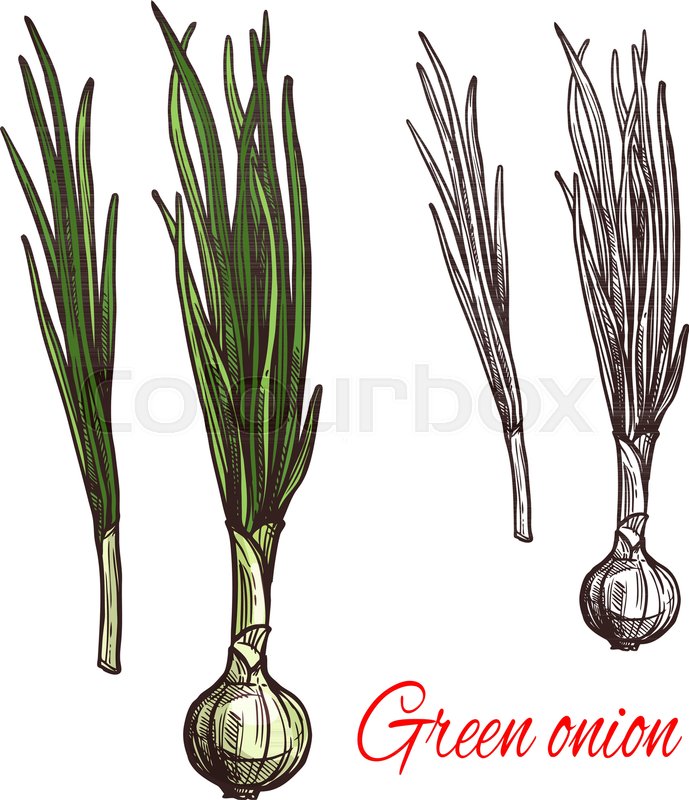 689x800 Green Onion Vegetable Isolated Sketch Of Scallion With Fresh Leaf - Onion Sketch