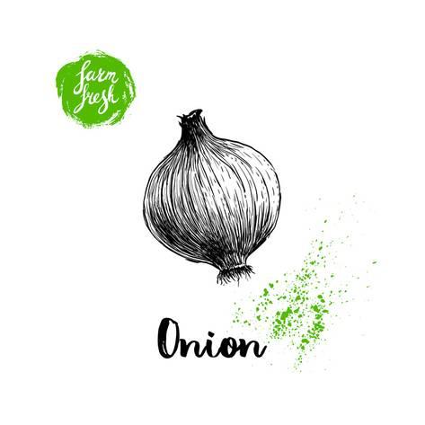473x473 Hand Drawn Sketch Onion. Farm Fresh Vegetables Poster. Poster By - Onion Sketch