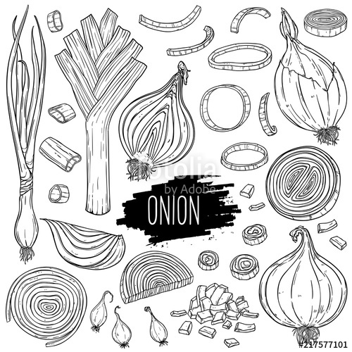 Onion Sketch At PaintingValley.com | Explore Collection Of Onion Sketch