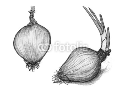 400x303 Hand Drawn Penciling Of Onion. Sketch Of Shallot Bulb Buy Photos - Onion Sketch