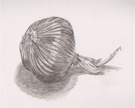 Onion Sketch at PaintingValley.com | Explore collection of Onion Sketch