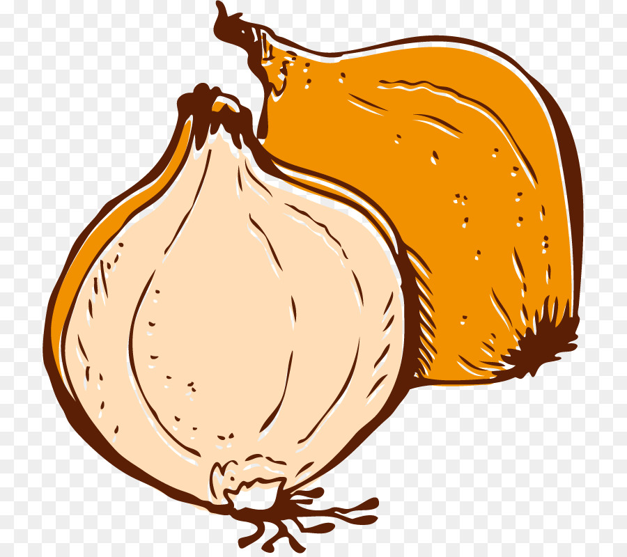 900x800 Onion Vegetable Euclidean Vector - Onion Sketch