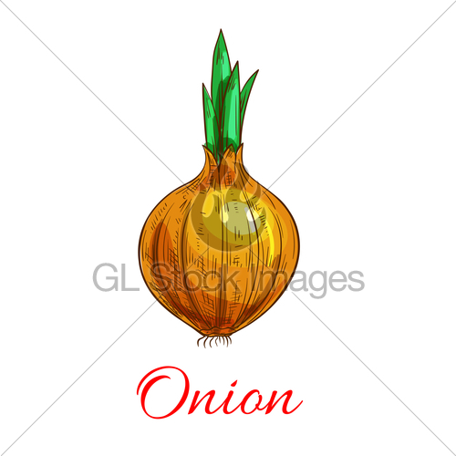 500x500 Onion Vegetable With Green Leaf Sketch Gl Stock Images - Onion Sketch