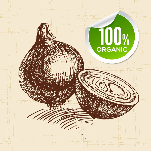 600x600 Onion Hand Drawn Sketch Vector Free Download - Onion Sketch