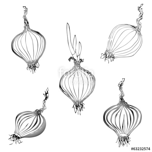 500x500 Set Of Hand Drawn Onion Images. Sketch Of Shallot Bulb Stock - Onion Sketch