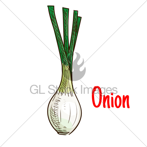 500x500 Spring Onion Vegetable With Green Leaves Sketch Gl Stock Images - Onion Sketch
