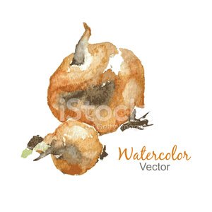 300x300 Vector Watercolor Sketch Onion Turnip Stock Vectors - Onion Sketch