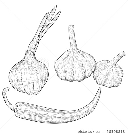 450x468 Vegetables Sketch. Onion, Garlic And Chili Pepper - Onion Sketch