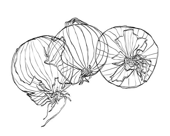 570x456 Wall Decor - Onion Sketch