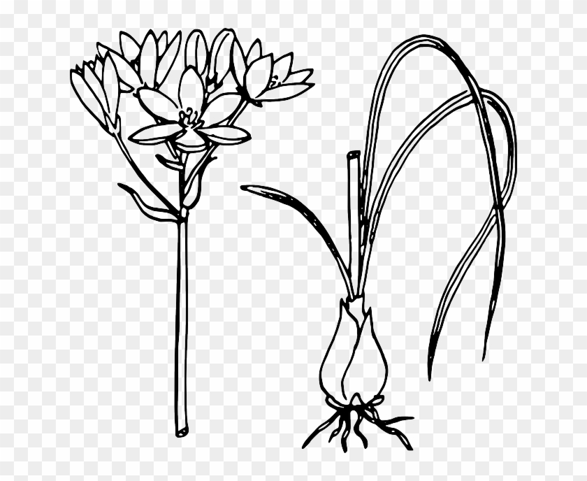 840x688 Biology, Plant, Flower, Leaves, Botany - Onion Sketch