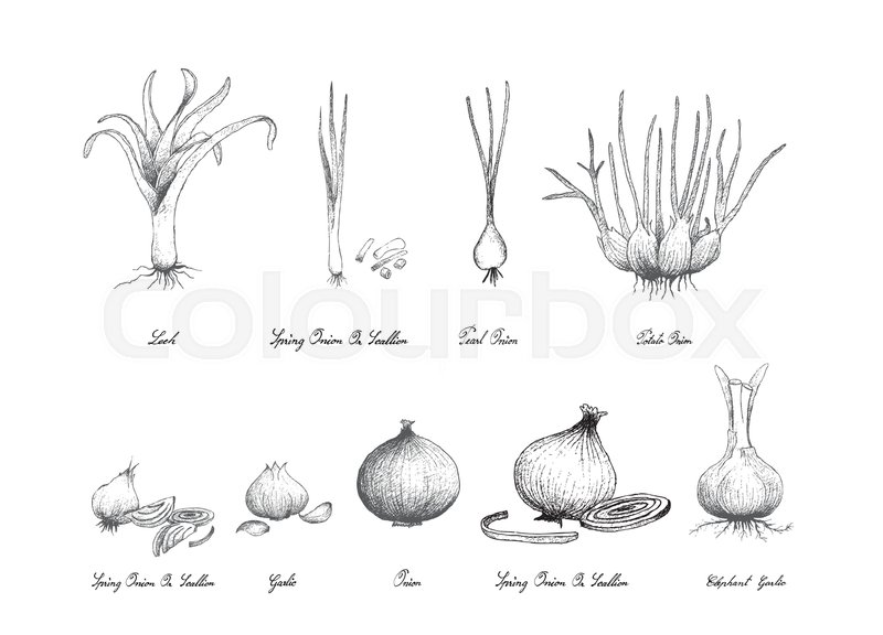 800x576 Bulb And Stem Vegetable, Illustration Hand Drawn Sketch Fresh - Onion Sketch