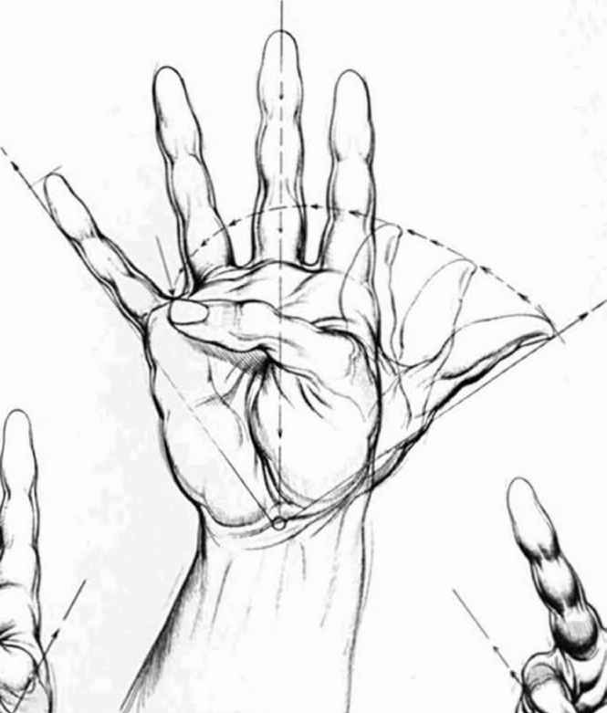 665x781 Proportions And Measurements - Open Hand Sketch