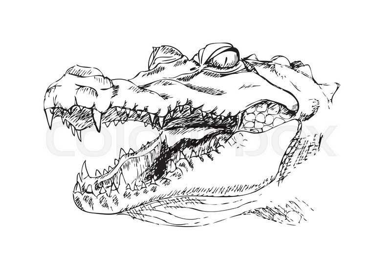 800x565 Head Of A Crocodile, The Crocodile With Open Mouth, Sketch, Black - Open Mouth Sketch