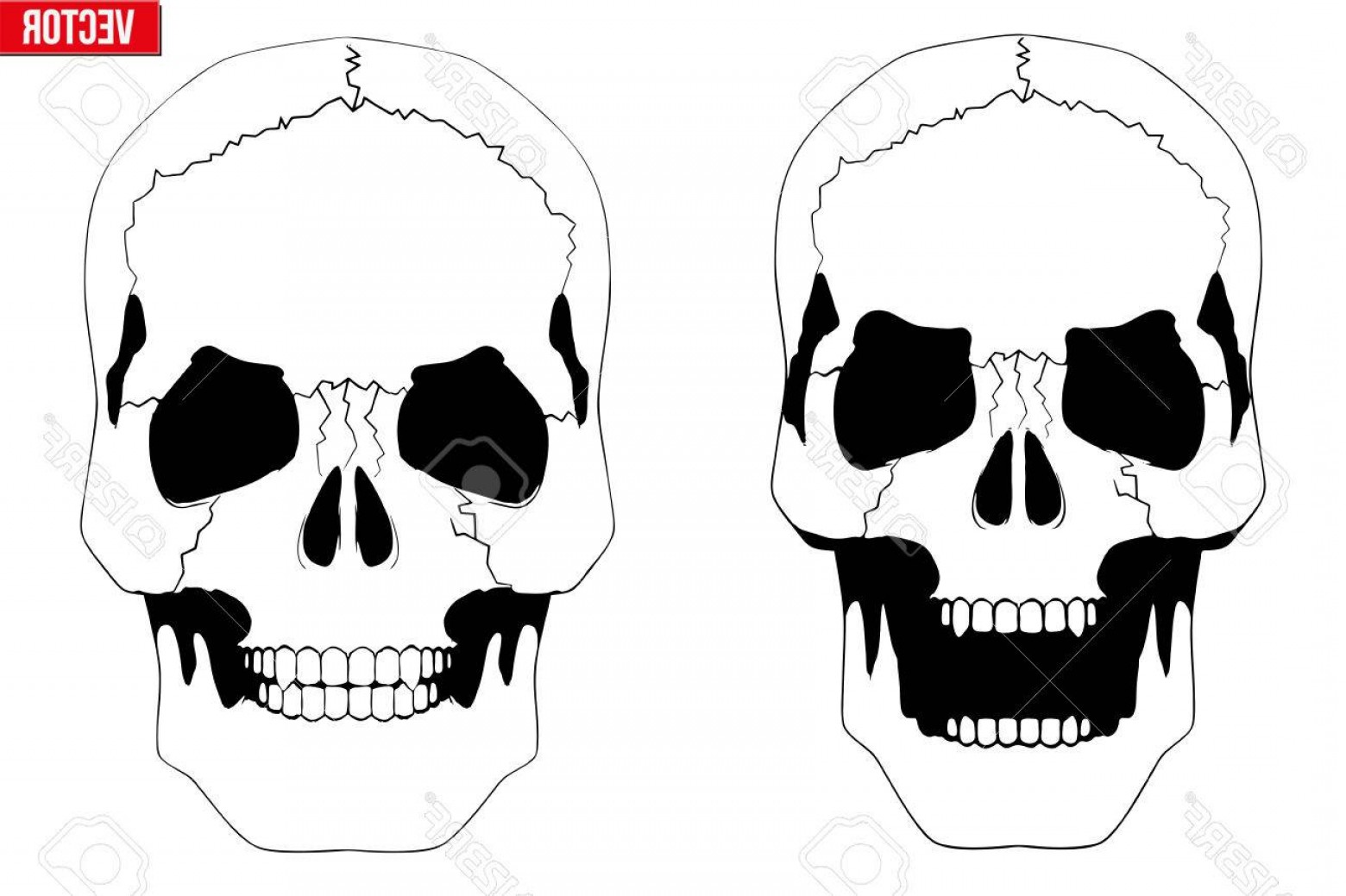 1560x1039 Photostock Vector Vector Human Skull With Open Mouth In Sketch - Open Mouth Sketch