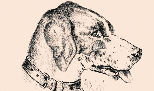 590x350 Optical Illusion Can You See The Face In The Dog Express.co.uk - Optical Illusion Sketches