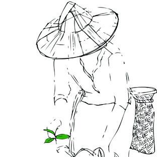 312x312 Formosa Oolong Orange Blossom - Orange Blossom Sketch