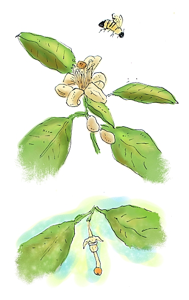372x589 If Bloom (Orange Blossoms) - Orange Blossom Sketch