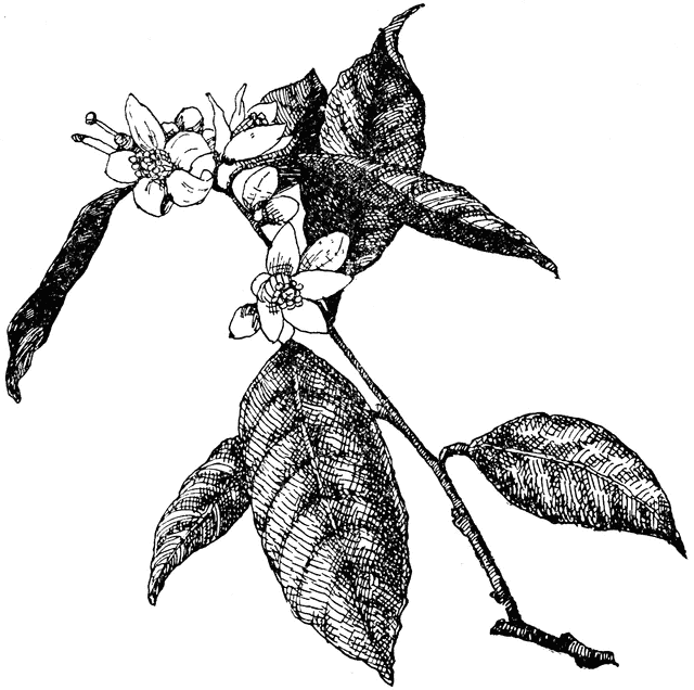 640x636 Orange Blossom Clipart Etc - Orange Blossom Sketch