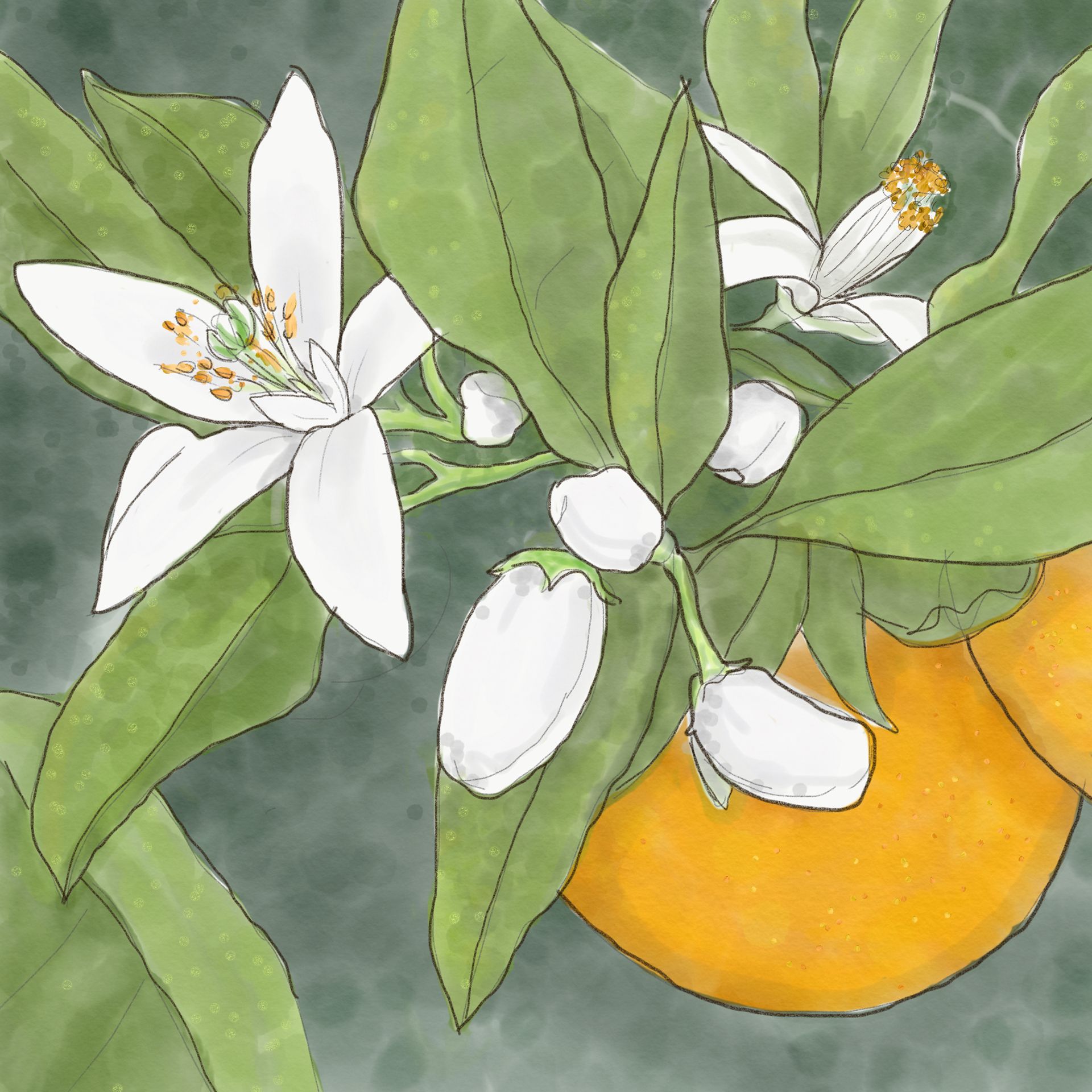 1920x1920 Orange Blossom. Sketch Therapy Day 13 My Sketches - Orange Blossom Sketch