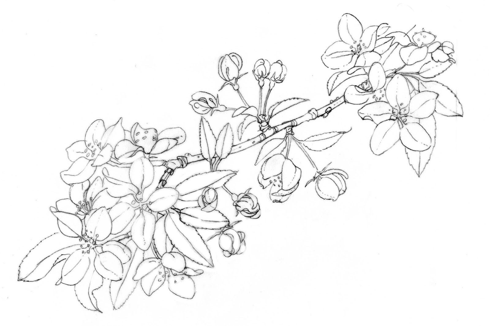 1600x1066 Crab Apple Blossoms Botanicals Tattoos, Blossom - Orange Blossom Sketch