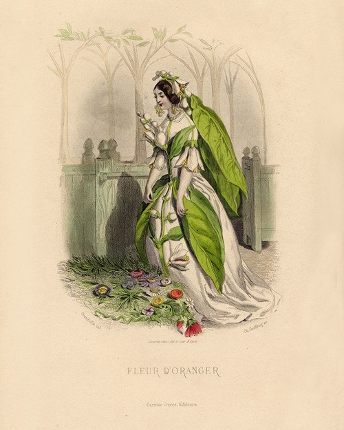 500x625 Art Prints Of Orange Blossom By J. J. Grandville - Orange Blossom Sketch