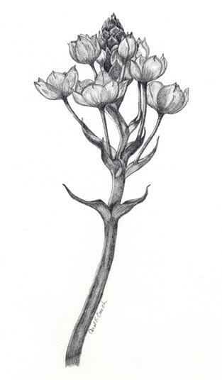 313x536 Ccreech Studio Creative Adventures Sun Star Or Orange Star - Orange Blossom Sketch