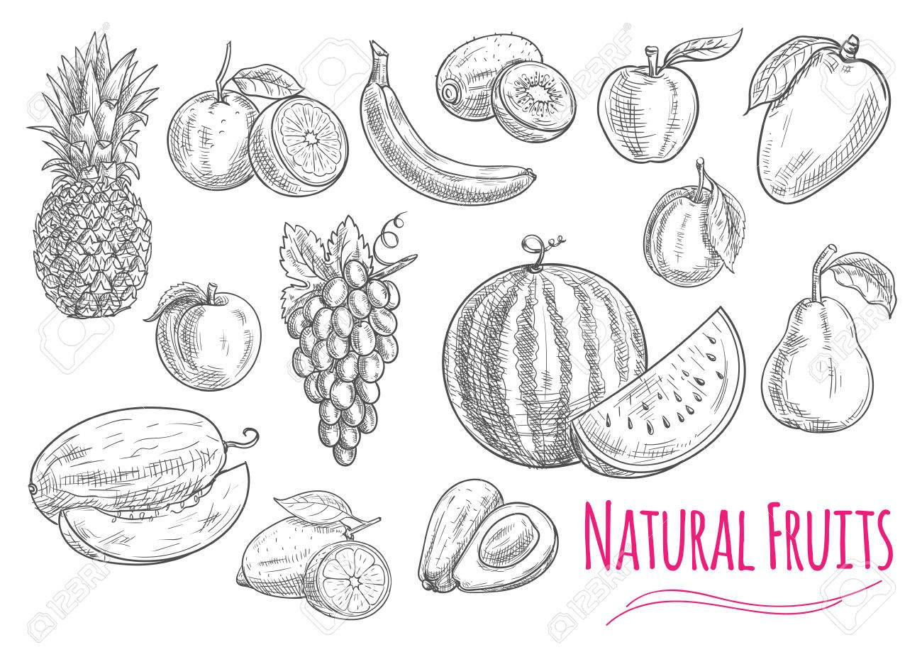 1300x919 Fruits Sketches Pictures Fruits Isolated Sketches With Sweet - Orange Fruit Sketch
