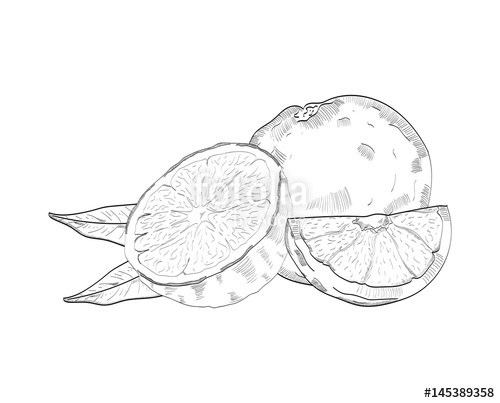 500x403 Hand Drawn Sketch Of An Orange Fruit, Vector Illustration Stock - Orange Fruit Sketch