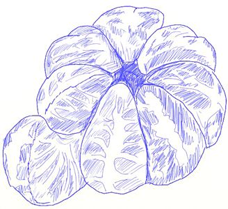 328x300 How To Draw An Orange Fruit, Step 6 Dibujo - Orange Fruit Sketch