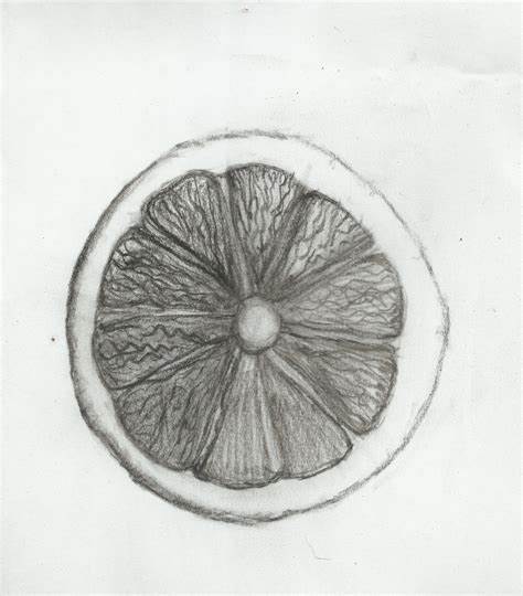 474x540 Orange Fruit Pencil Sketch. Project Detailed Observation Pg - Orange Fruit Sketch