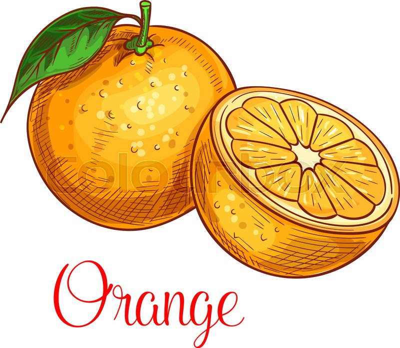 800x695 Orange Fruit Sketch. Vector Isolated Icon Of Fresh Citrus Species - Orange Fruit Sketch
