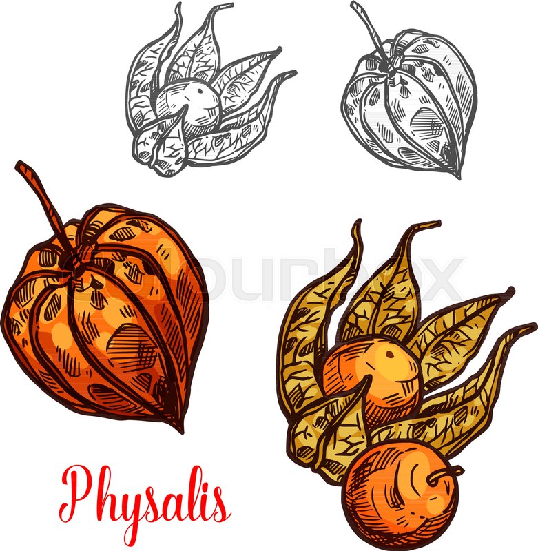 781x800 Physalis Fruit Sketch Of Flowering Plant Berry. Ripe Orange Ground - Orange Fruit Sketch