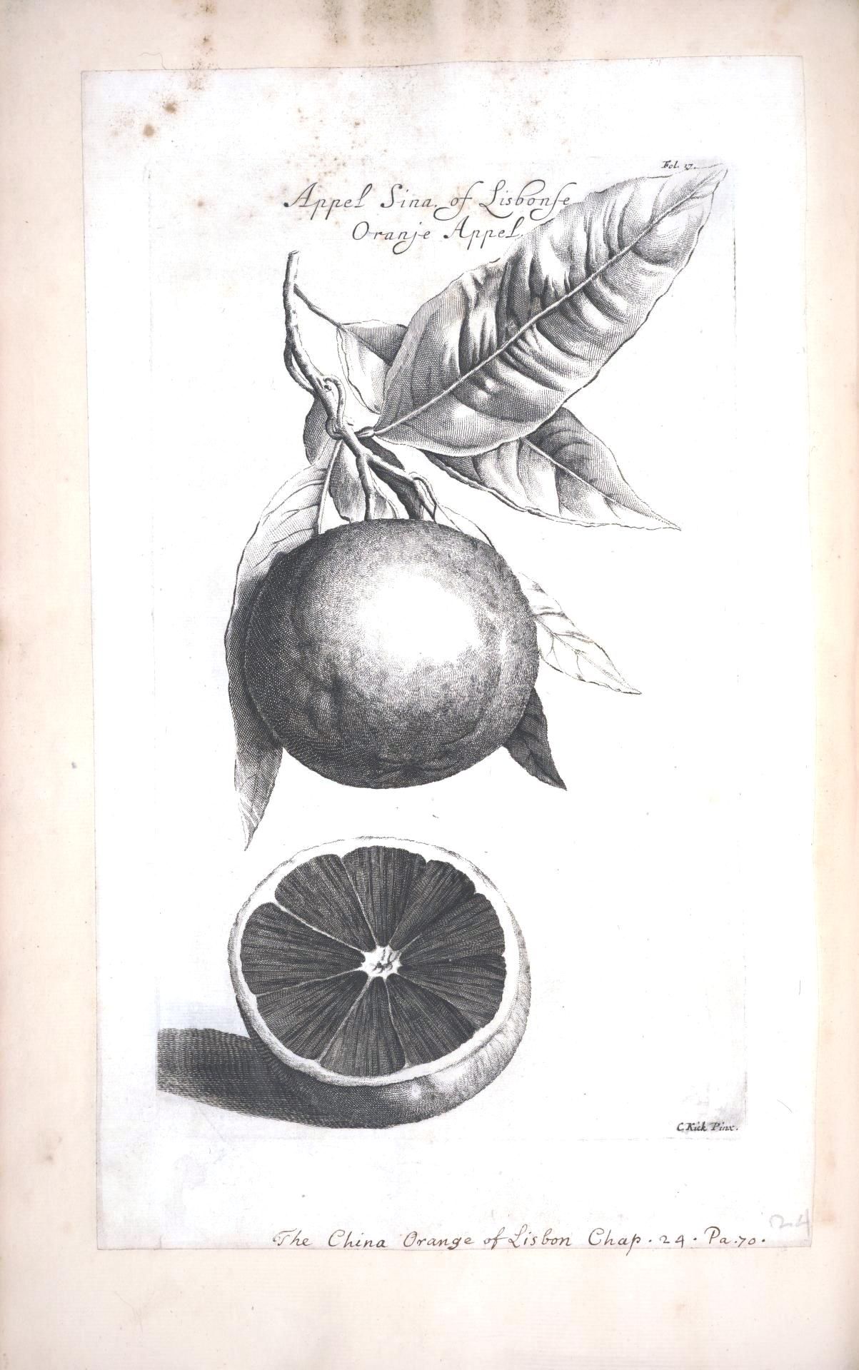 1203x1919 Botanical - Orange Fruit Sketch