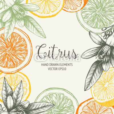 400x400 Vector Design With Ink Hand Drawn Orange Fruit, Flowers And Leaves - Orange Fruit Sketch
