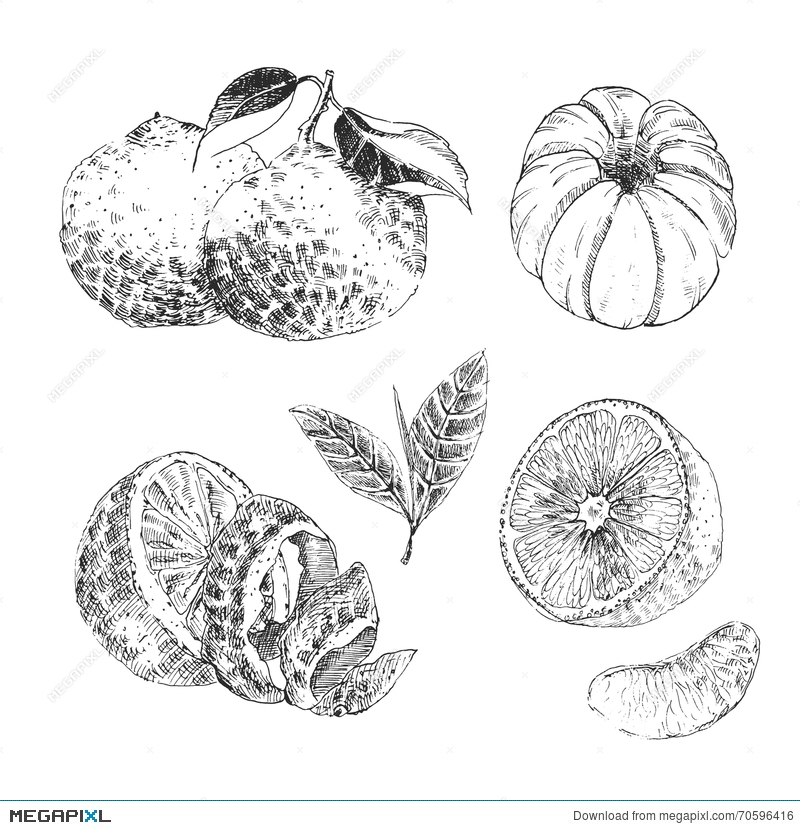800x830 Vintage Ink Hand Drawn Collection Of Citrus Fruits Sketch - Orange Fruit Sketch