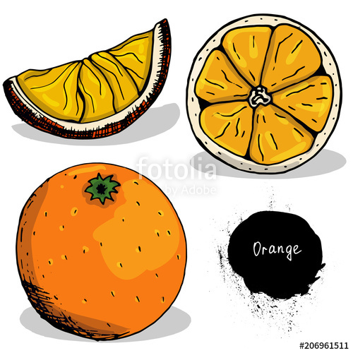 500x500 Orange Fruits And Berries. Growing Vitamins. Right Meals. Sketch - Orange Fruit Sketch