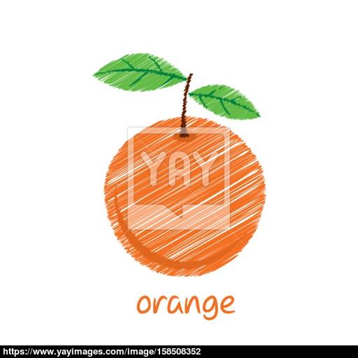 512x512 Orange Fruit, Sketch Design Vector Vector - Orange Fruit Sketch