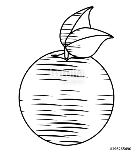 439x500 Sketch Of Orange Fruit Icon Over White Background, Vector - Orange Fruit Sketch