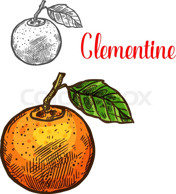 726x800 Clementine Citrus Fruit Sketch Icon. Vector Isolated Symbol Of - Orange Fruit Sketch
