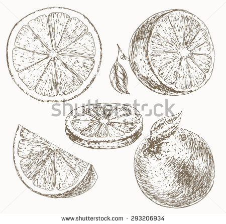 450x447 Drawn Orange - Orange Fruit Sketch