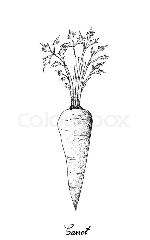 500x800 Root And Tuberous Vegetables, Illustration Hand Drawn Sketch Of - Orange Sketch