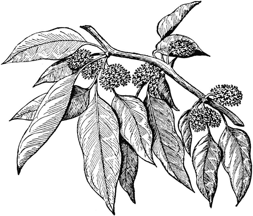 1024x875 Male Flowers Of The Osage Orange Clipart Etc - Orange Tree Sketch