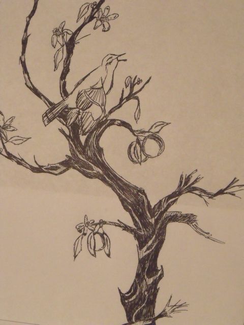 480x640 Mocking Bird In An Orange Tree Ink Sketch Art Tree Sketch - Orange Tree Sketch